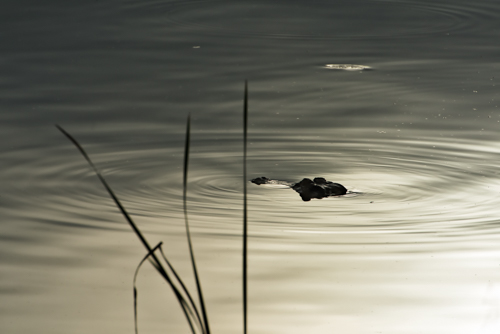Alligator