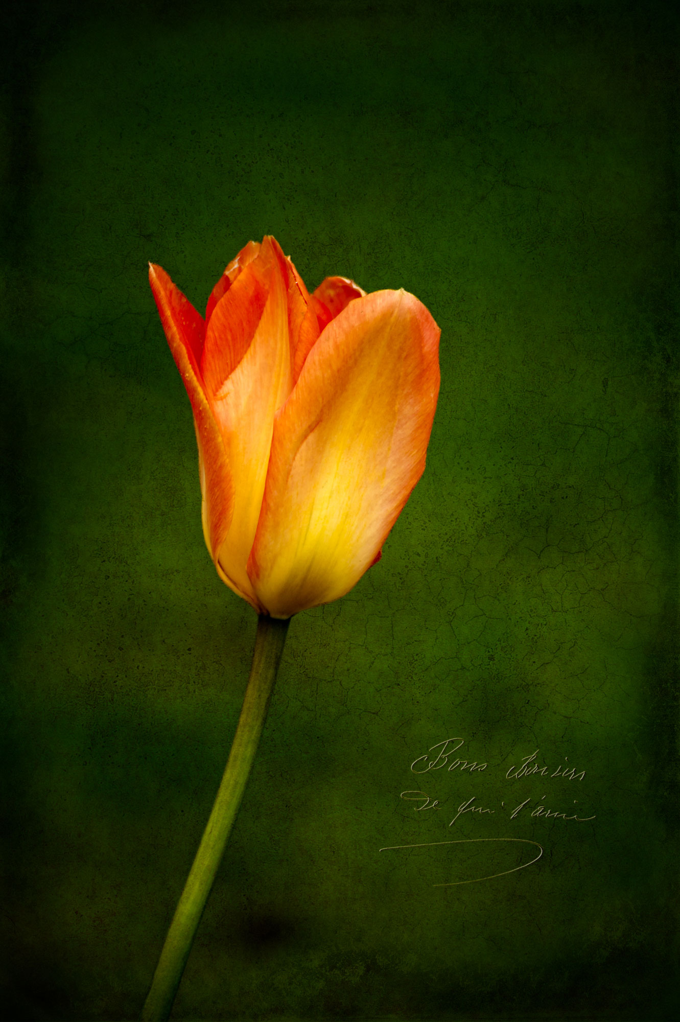 Spring Tulip