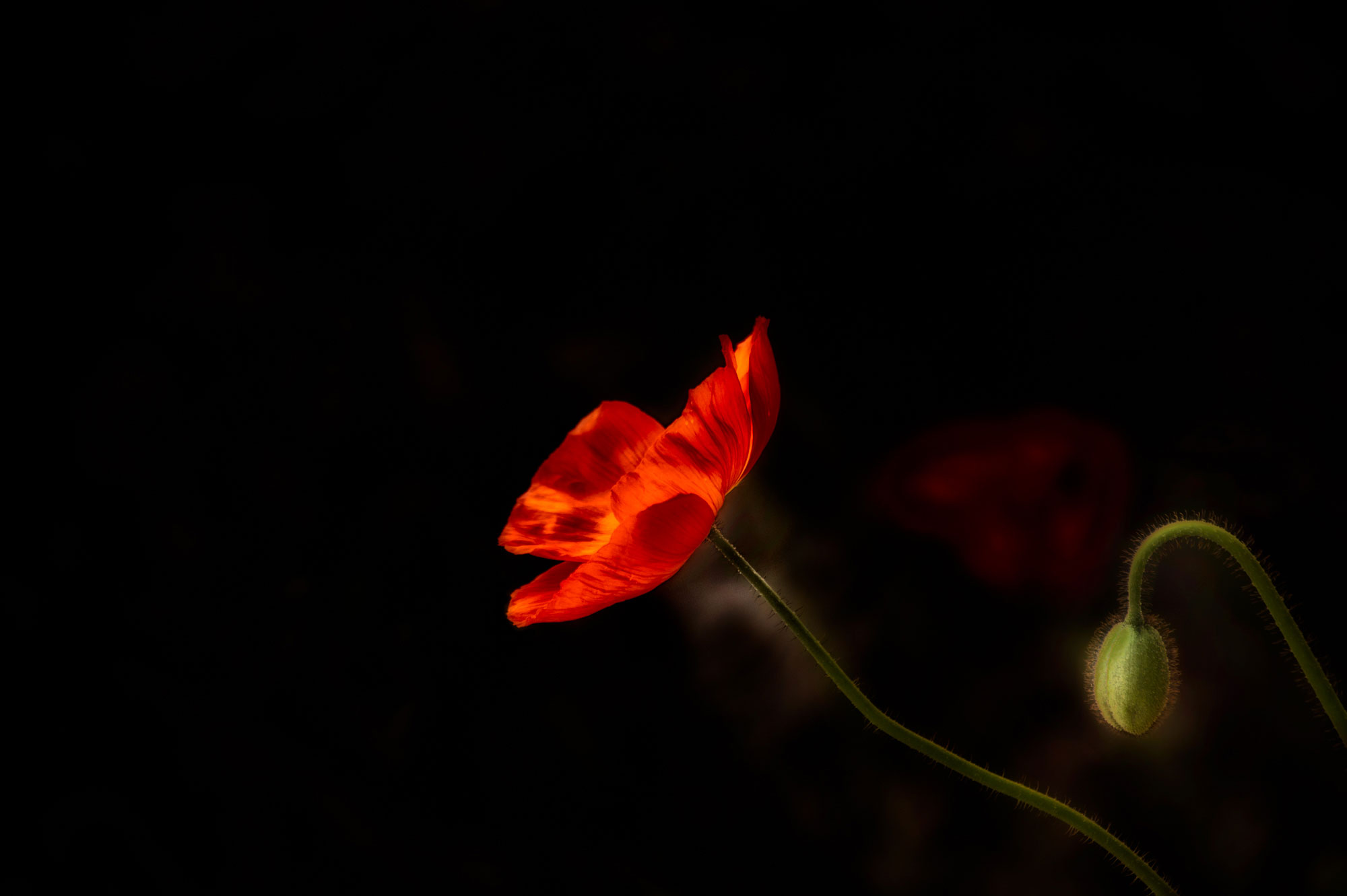 Poppies